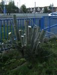 SALFORD PRECINCT TREE CULL